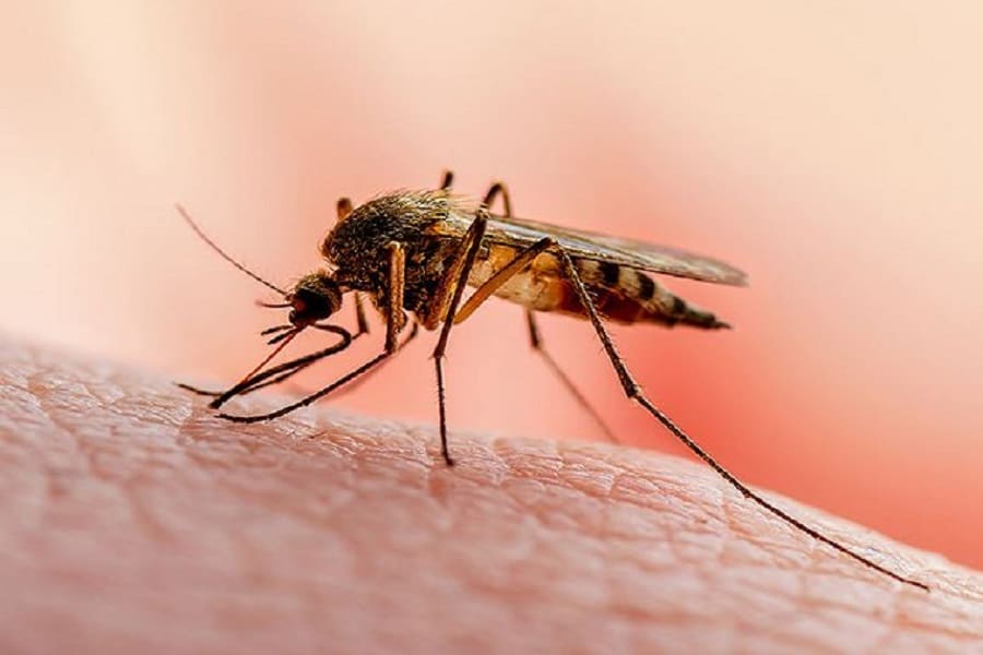 Malaria is increasing in Bangladesh, experts worry
