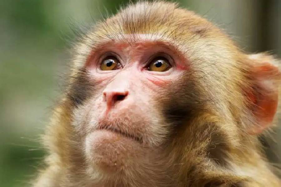 The monkey ran away from the sound of hunting! Another pell teen, watch video