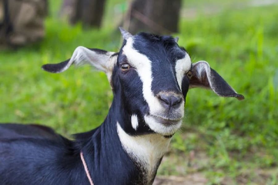 Terrible story! Goats eating paddy is bombarded