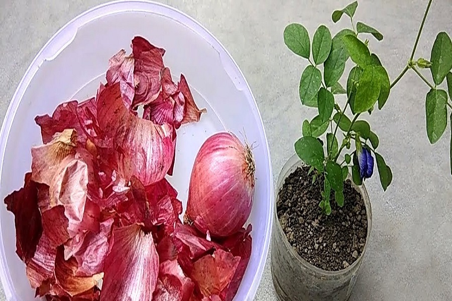 Plant carefully in onion peels