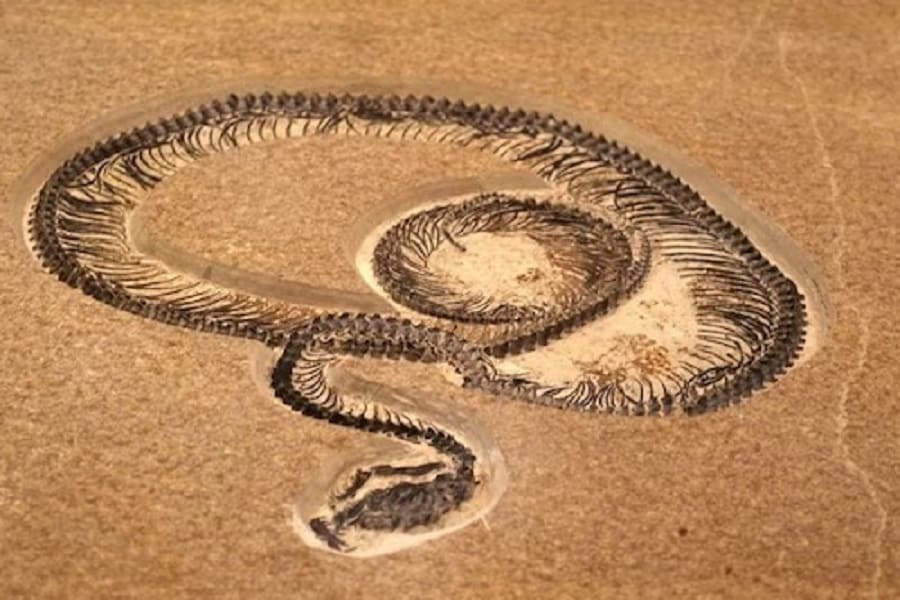 About 11 to 15 meters long, stronger than many T-Rex dinosaurs, the 'Basuki Cobra' found where