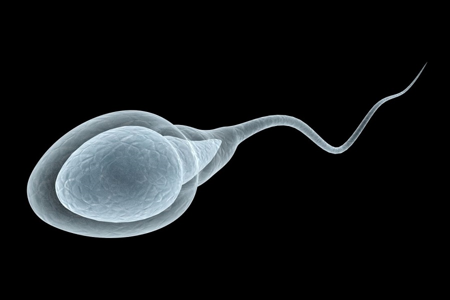 Human Sperm Count on Decline