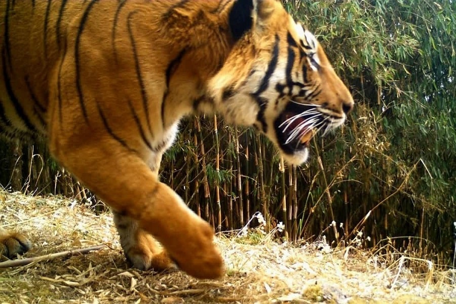 Tigers were spotted for the first time in the jungles of Sikkim