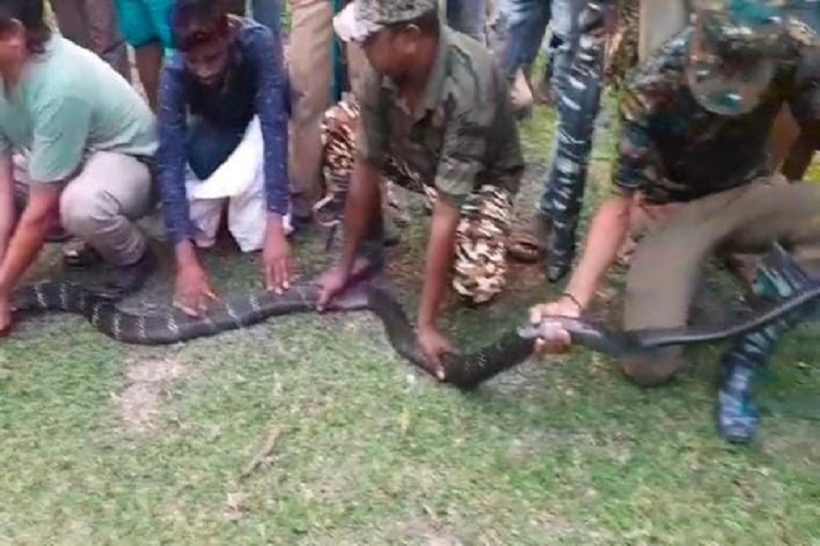 Jalpaiguri: King Cobra is roaming around in the garden of the house! A 12-foot snake was recovered