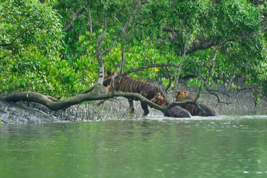 Sundarbans in the face of terrible danger, you know why