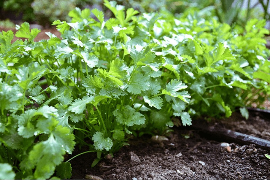 Not only in cooking, eating coriander leaves will cure many diseases in the body in no time