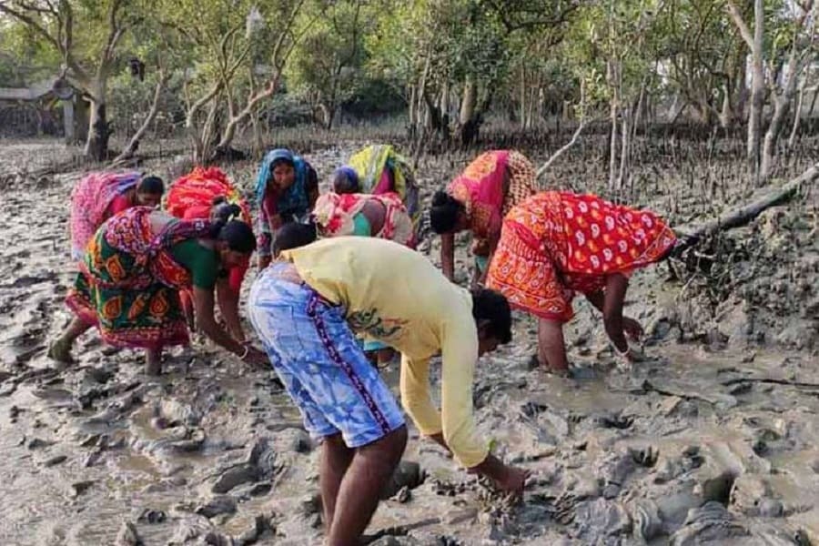 Sundarbans women planting mangroves to save river dams from disasters