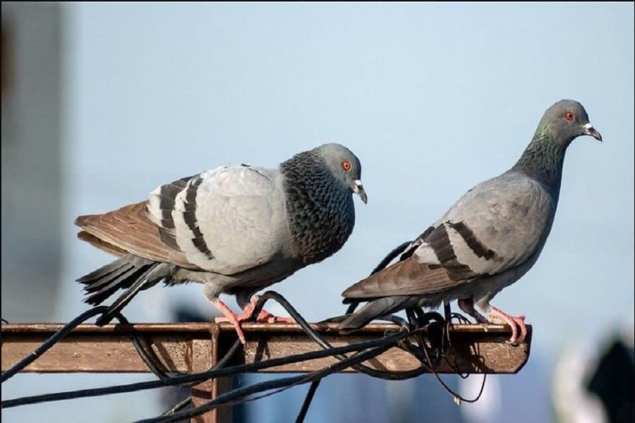 Contact with pigeons can cause terrible diseases, doctors advise to stay away